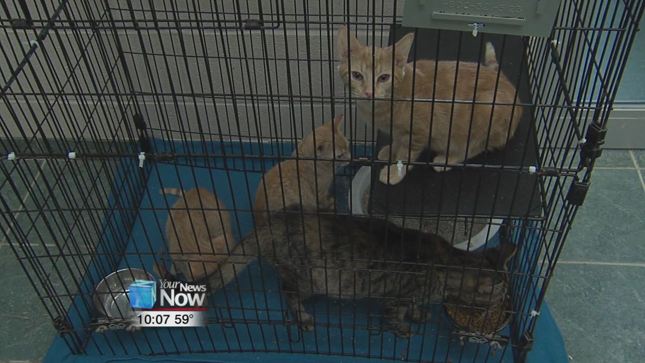 Ohio SPCA & Humane Society lowers adoption price due to overcapacity of cats 2.jpg